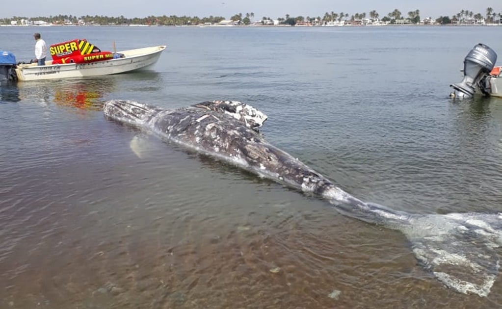 Localizan una ballena muerta en Bahía de Altata, Sinaloa