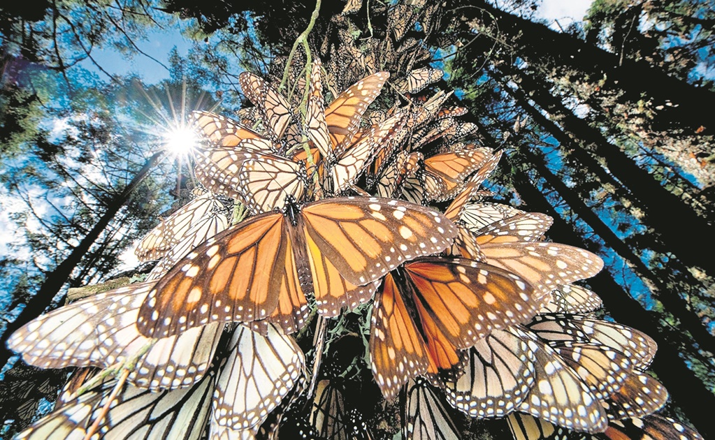 En riesgo, la migración de la mariposa monarca