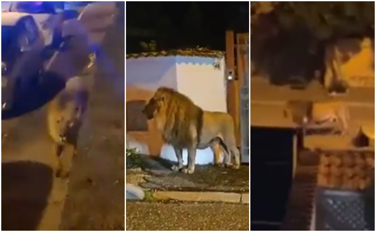 Video. Captan a león causando pánico en la calle tras escaparse de un circo