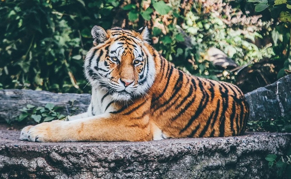 Capturan a un tigre en Querétaro que atacó animales de granja 