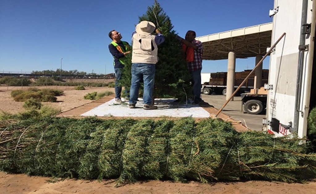 Profepa impide acceso de 2 mil 135 árboles de Navidad de EU por traer insectos vivos