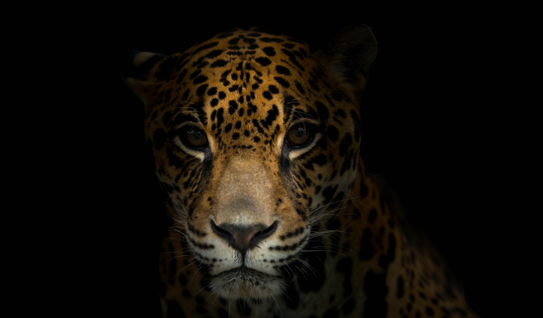 Viaja a Quintana Roo, al territorio del jaguar