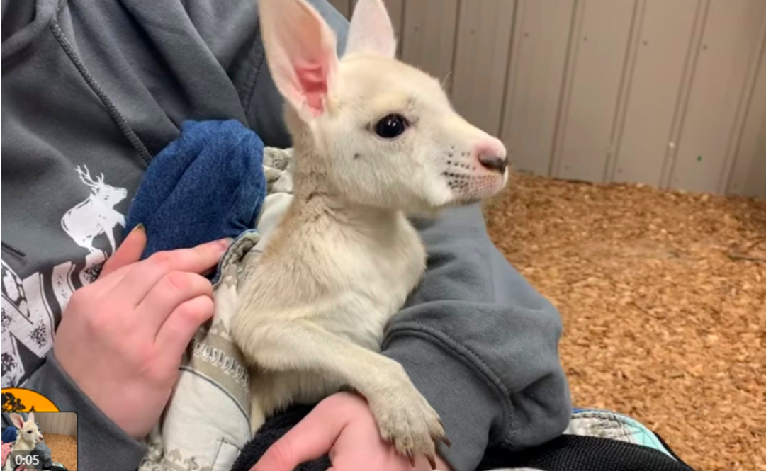 Nace canguro blanco, extremadamente raro, en zoológico de Nueva York