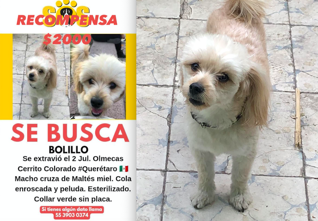 Buscan a Bolillo en Querétaro; el lomito se perdió en Cerrito Colorado