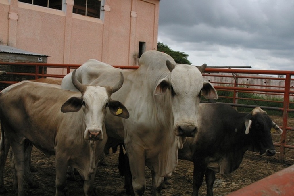 Senasica rechaza alerta por tuberculosis en ganado de Chiapas
