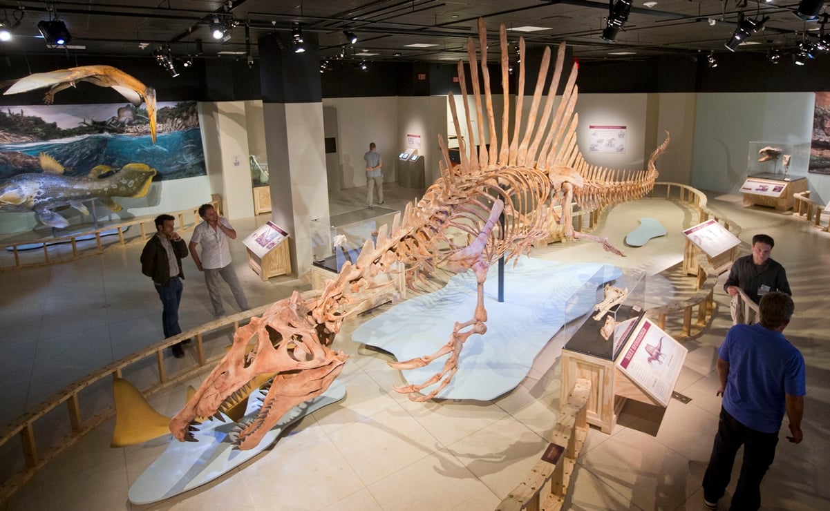 Mil 200 dientes demuestran que el Spinosaurus era un depredador acuático