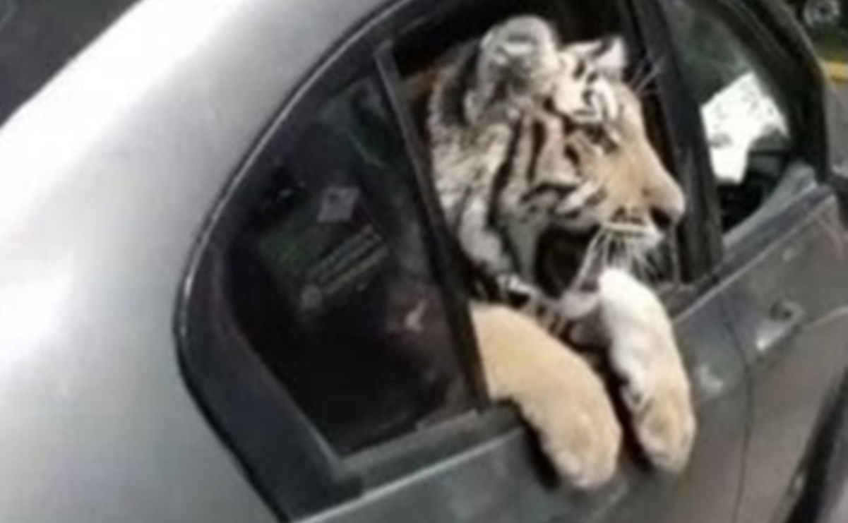Captan a tigre de bengala paseando en auto por zona turística de Mazatlán