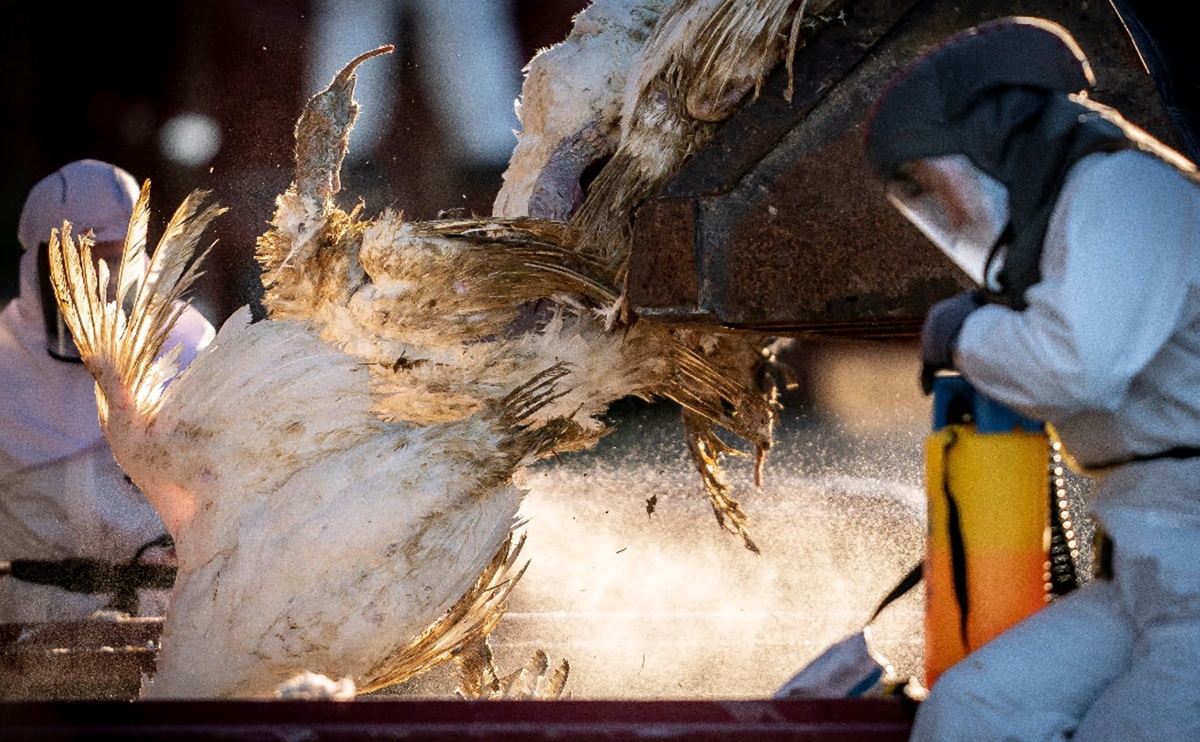 Gripe aviar: Sacrifican 1.3 millones de aves en granja de huevos de Ohio por brote