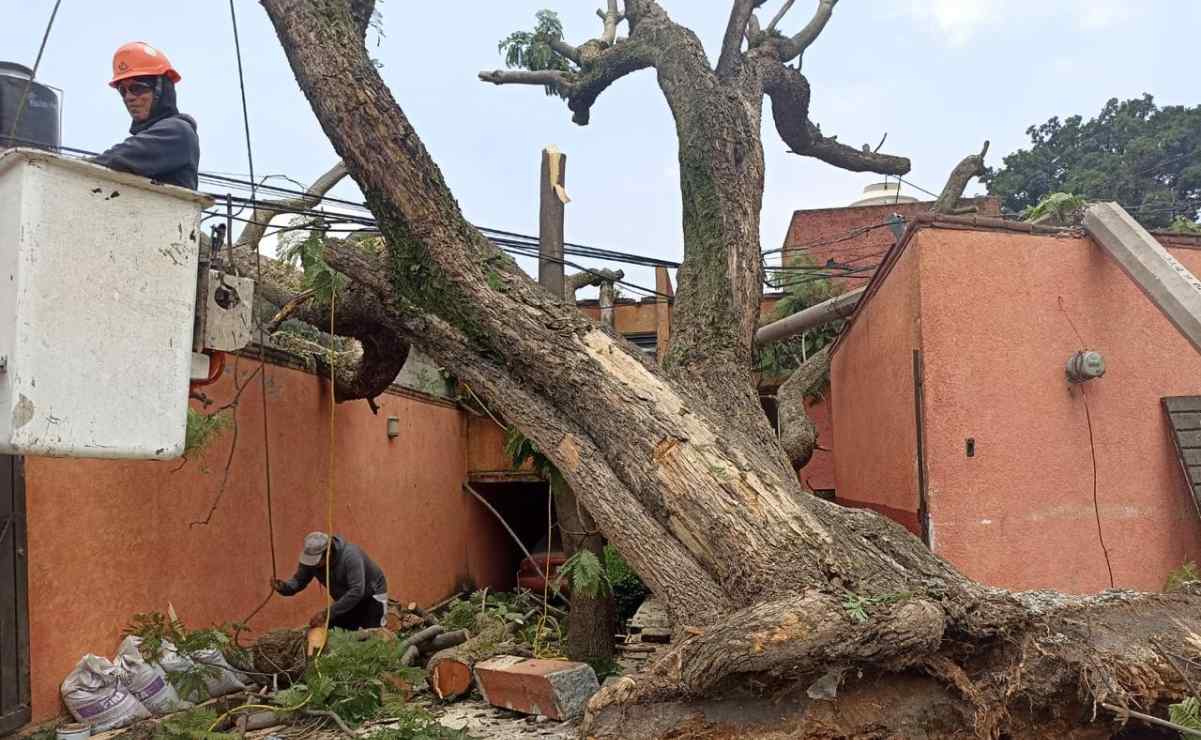 Tormenta derriba más de 15 árboles en Naucalpan; autos, casas y escuelas resultaron afectados 