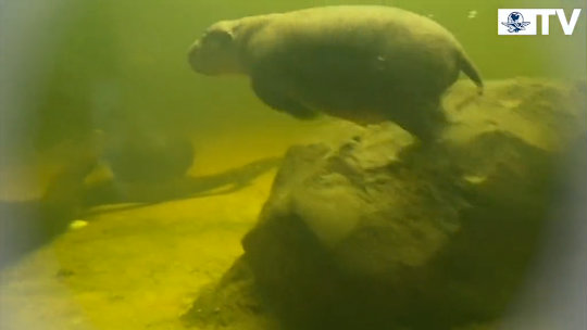Hipopótamo bebé toma su primer chapuzón