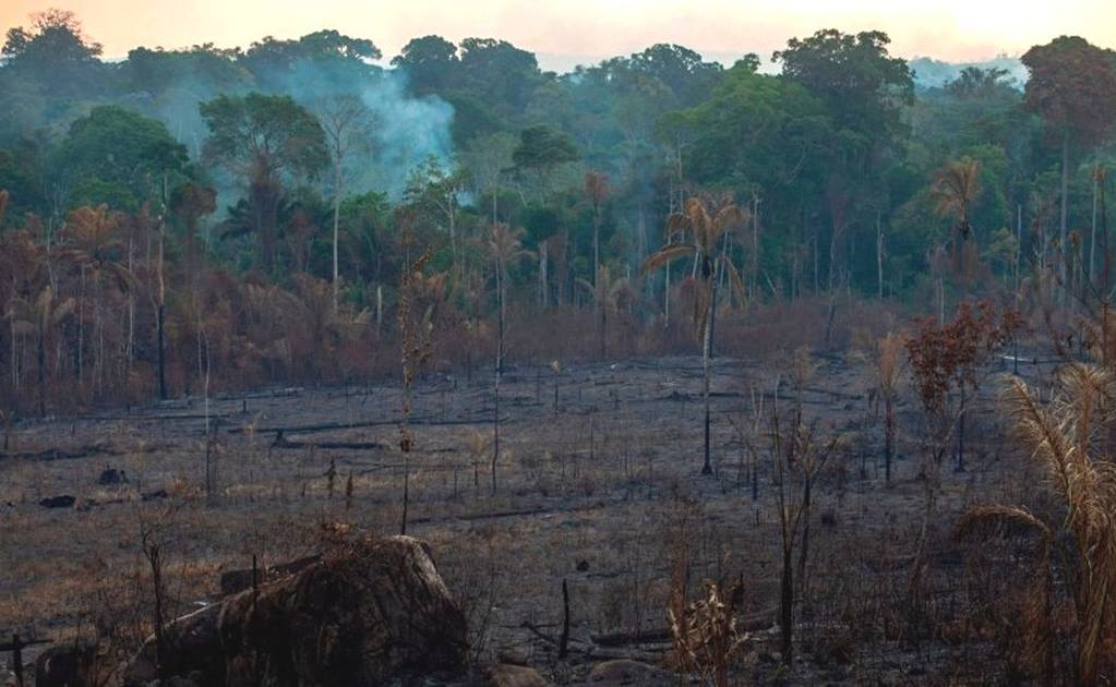Incendios en el Amazonas: 5 datos que explican qué está en riesgo por los fuegos