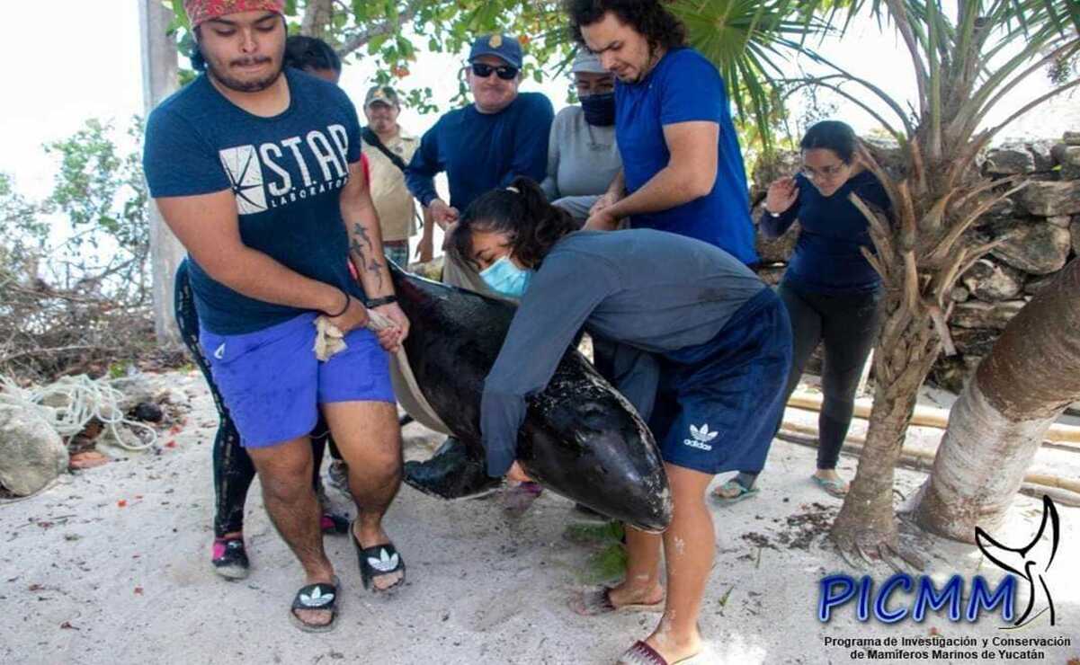 Mueren tres orcas pigmeas que recalaron en la costa de Yucatán 