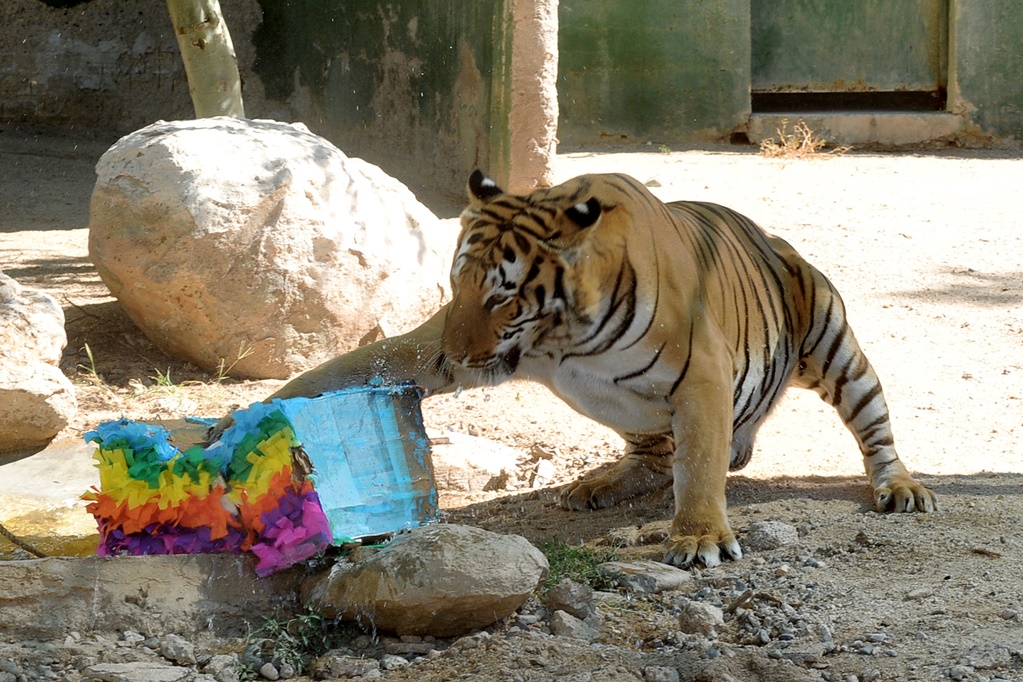 Celebra el tigre Quixt aniversario con piñata