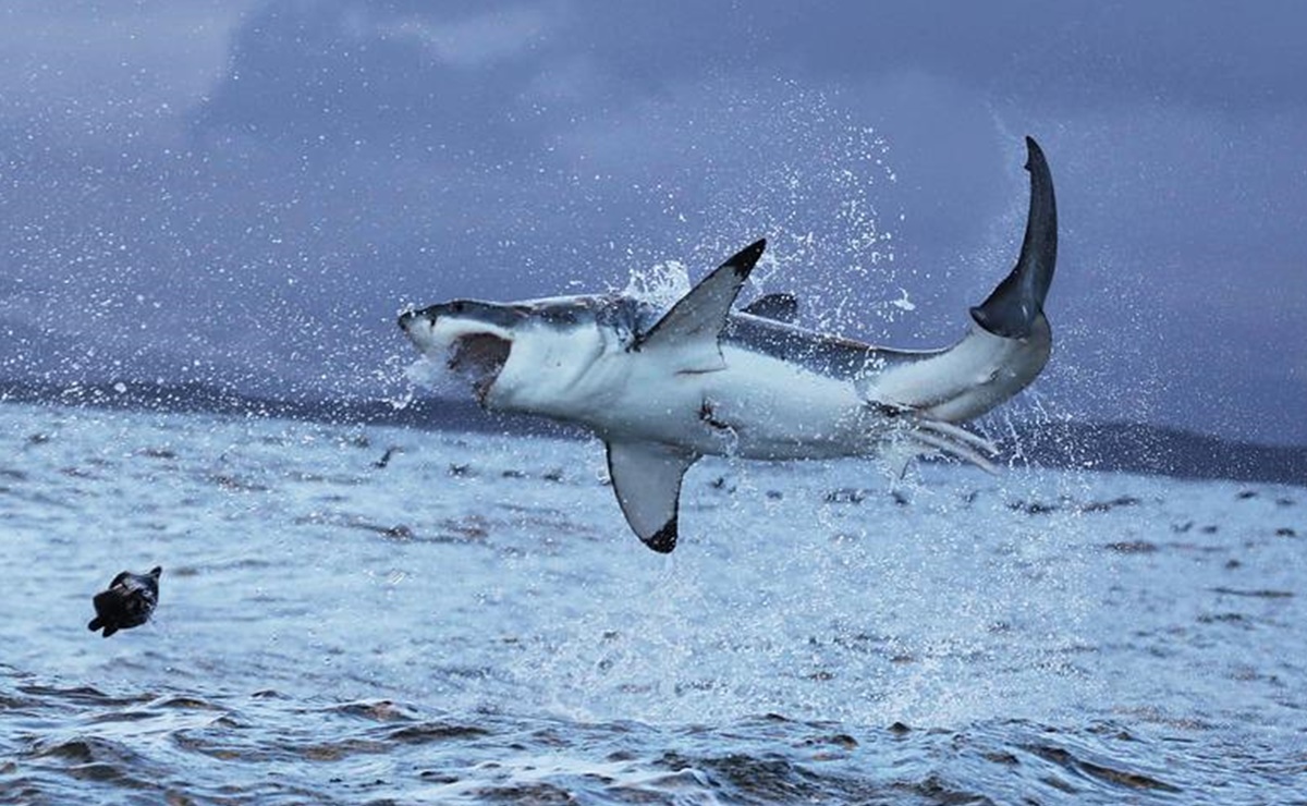 Enorme tiburón blanco visto en costa Nueva Jersey en ruta al norte por comida