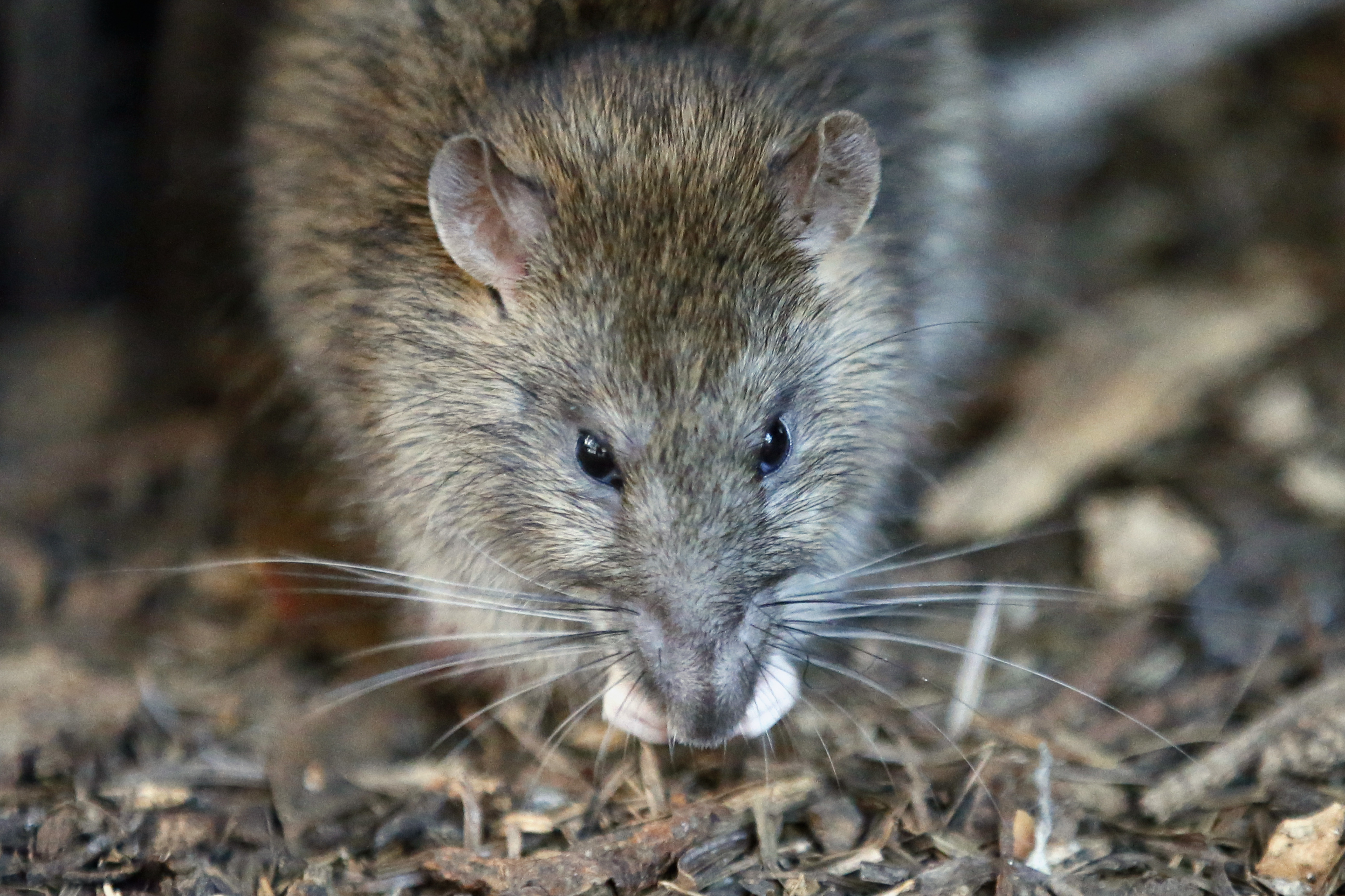 Nueva York anuncia plan de 32 mdd para combatir a las ratas