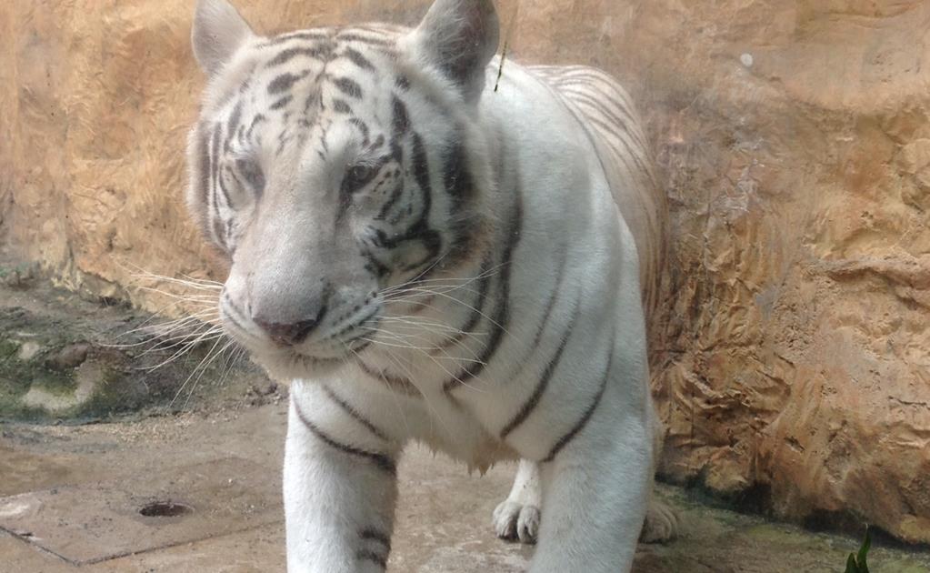 Vigilan presencia de supuesto tigre de bengala en Campeche