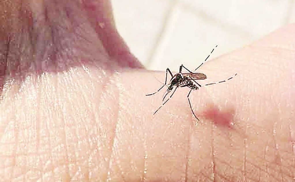 Temporada de alta transmisión del dengue concluirá en tres semanas: Salud