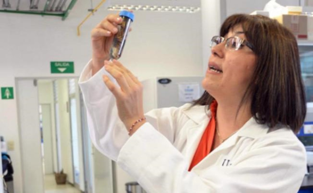 UNAM studies Hydrocarbon Degrading Bacteria