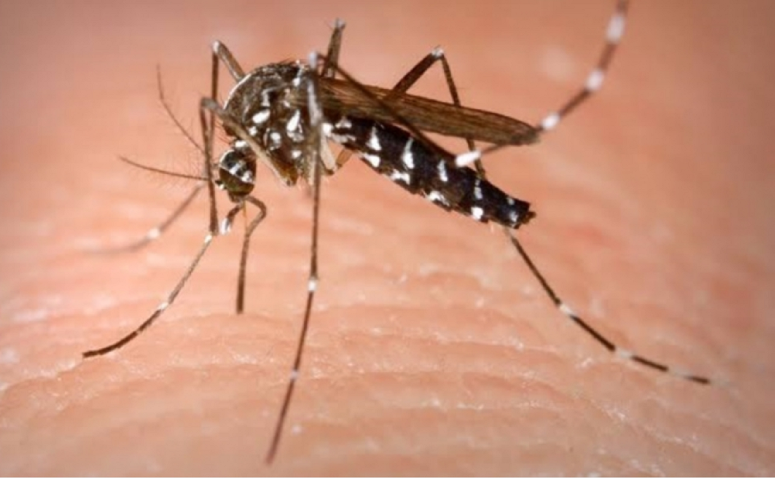Arroyo Seco, con mayor tasa de dengue
