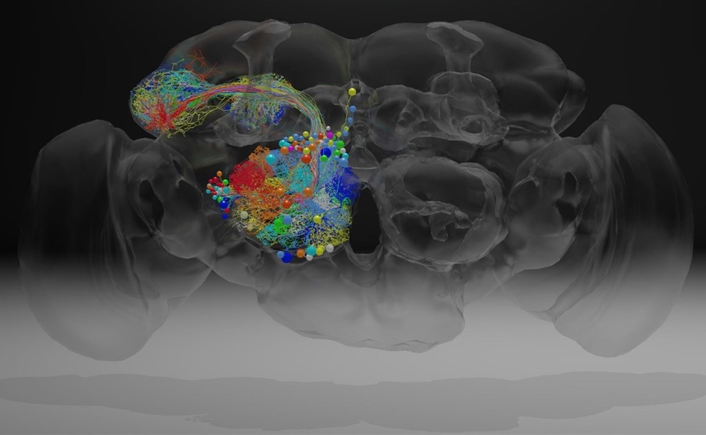 El cerebro de una mosca en nanoescala