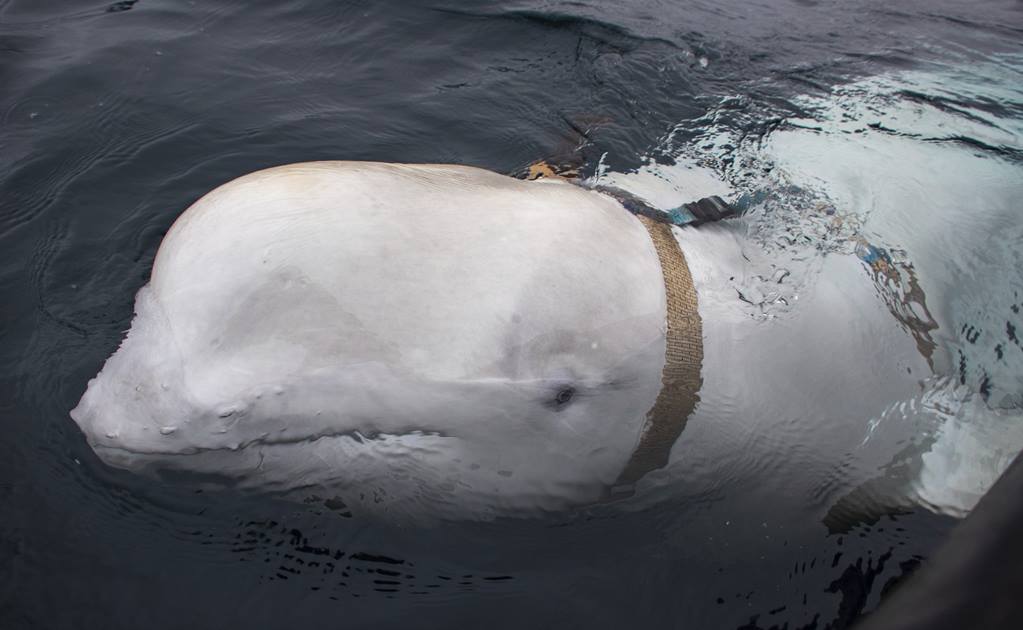 Hallan ballena beluga con arnés en Noruega; podría ser del Ejército ruso