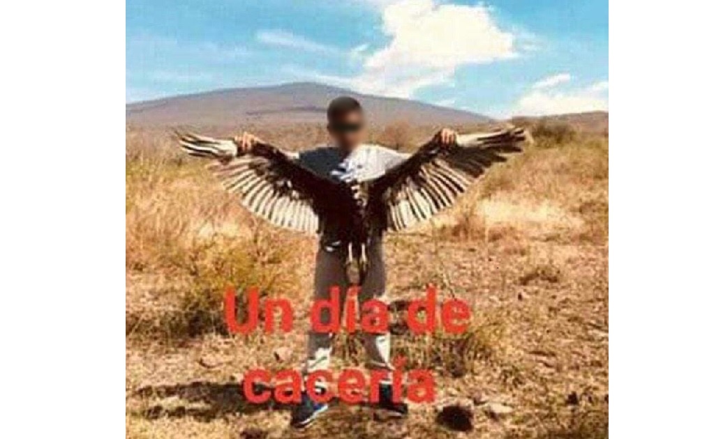 Menores matan águila y la exhiben como trofeo en Guanajuato