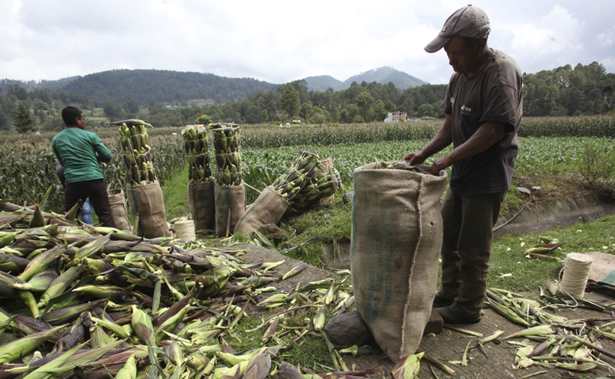 Gobierno y empresarios buscan fortalecer a productores de maíz