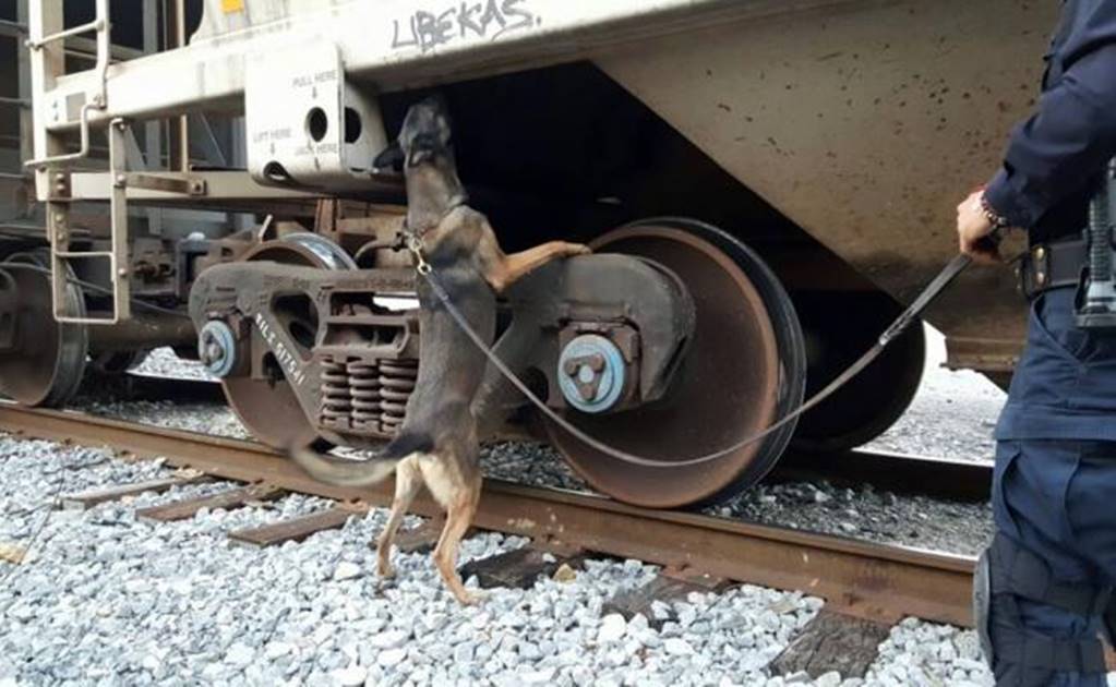 Over 88 pounds of marijuana found in a train in Tamaulipas 