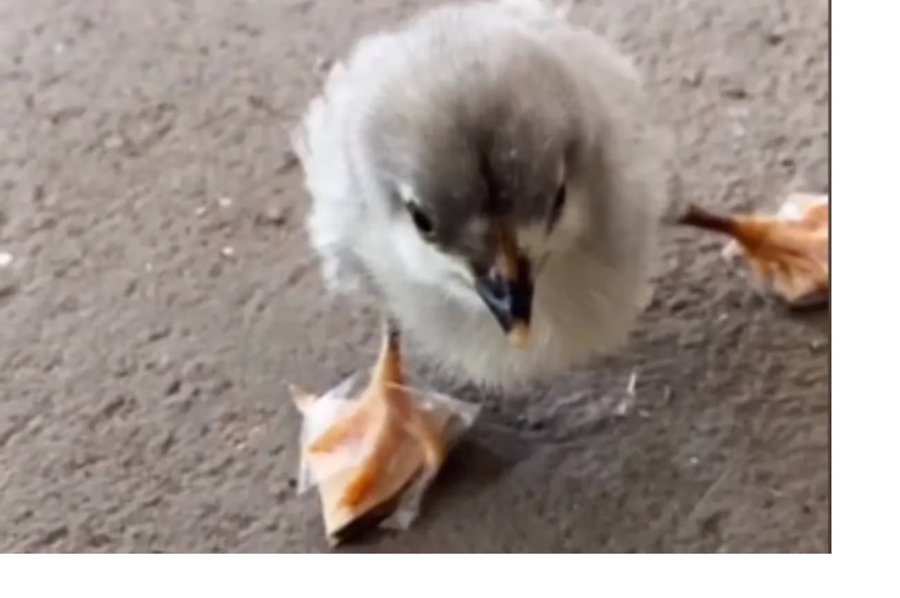 La historia del pollito con “zapatillas ortopédicas” que causó furor en TikTok