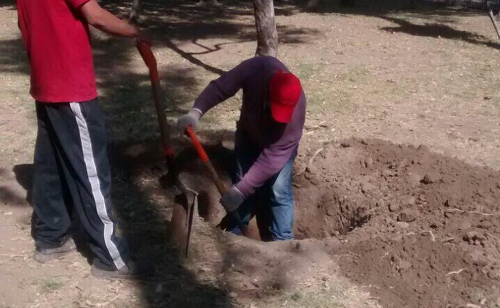 Inicia resarcimiento de árboles por construcción de L7 del Metrobús