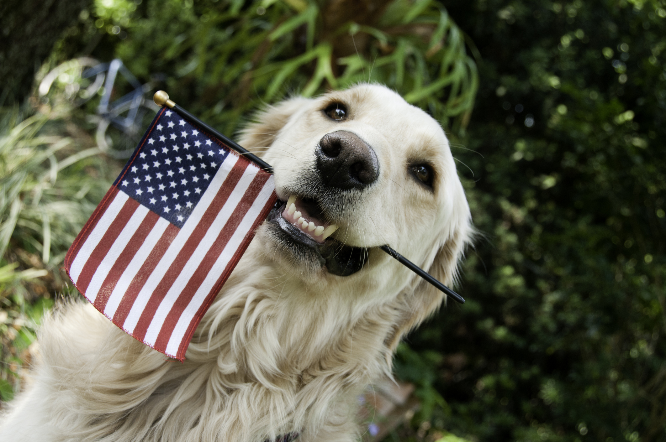 ¿Viajarás a Estados Unidos con tu perro? Los CDC emiten nuevas reglas, conócelas