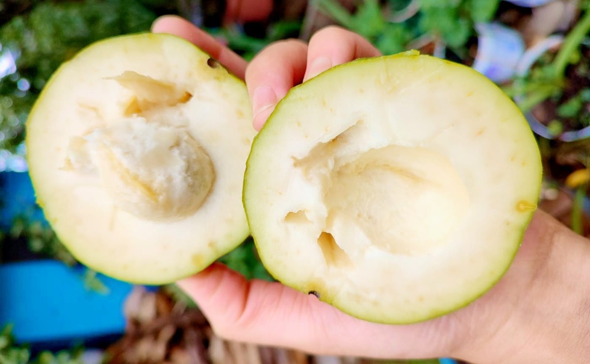 ¿Cómo consumir el zapote blanco para la salud?