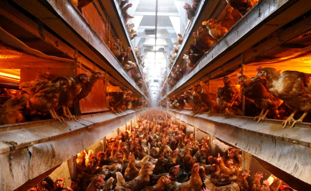 Holanda podría sacrificar a millones de gallinas por contaminación con insecticida