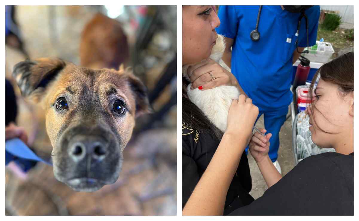 Día Mundial del Perro: habrá desparasitación y vacunas antirrábicas gratuitas en el Museo de Historia Natural