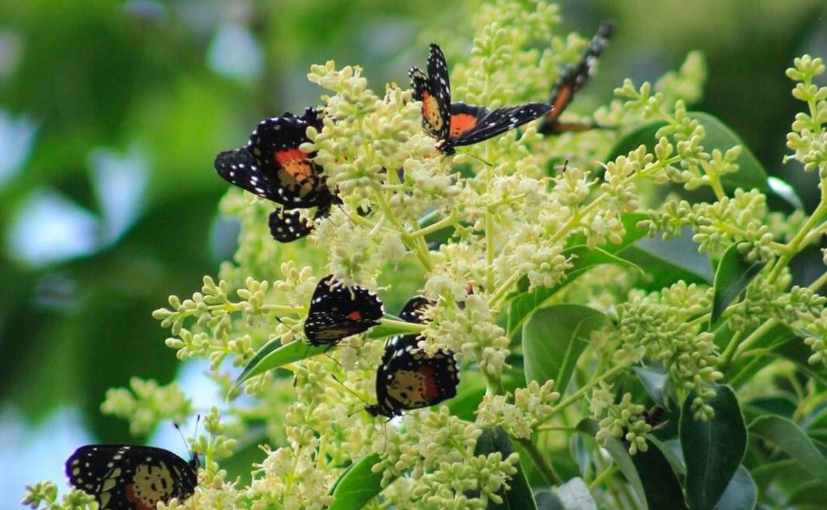 Mariposas "parche carmesí" llegan de manera masiva a varios municipios de Hidalgo
