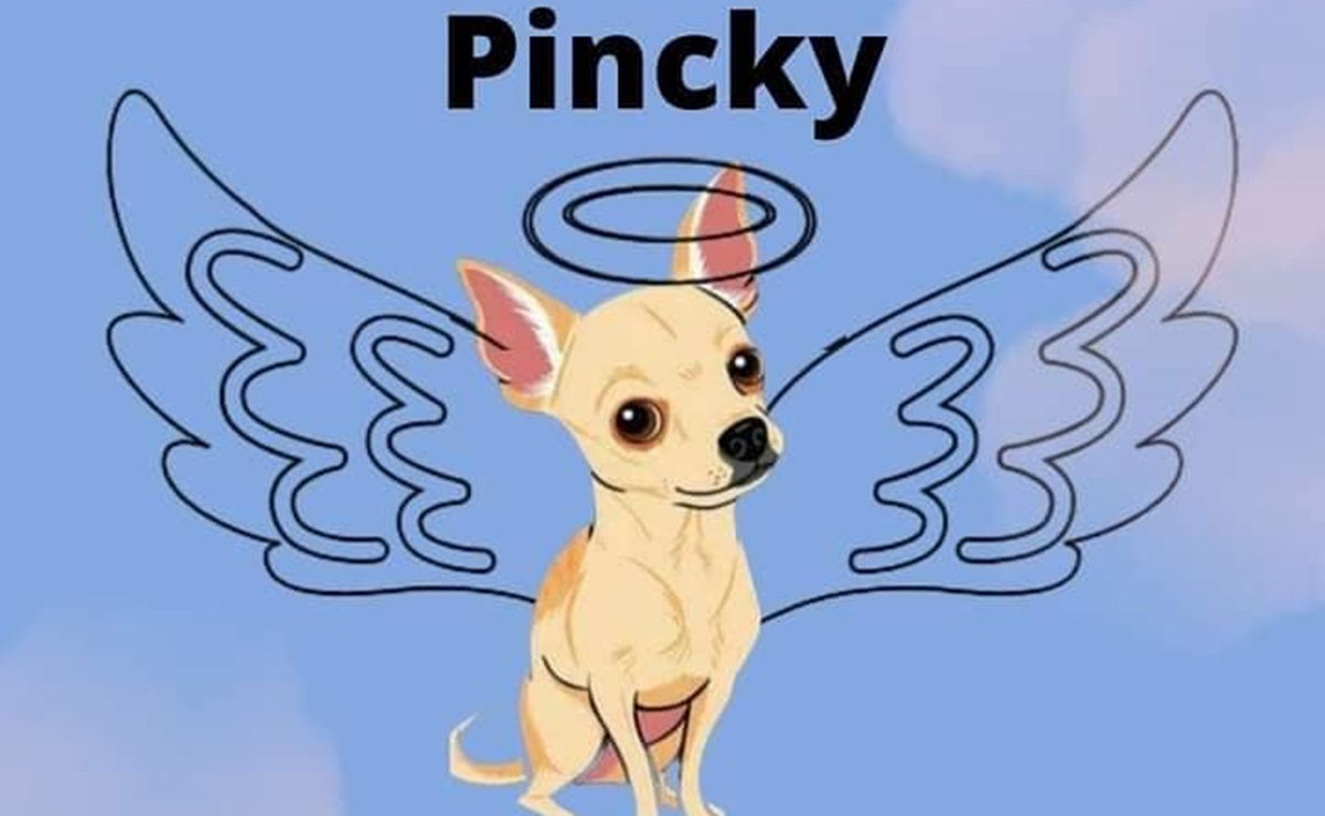 Internet despide a "Pincky", perro chihuahua que defendió su hogar de ladrones