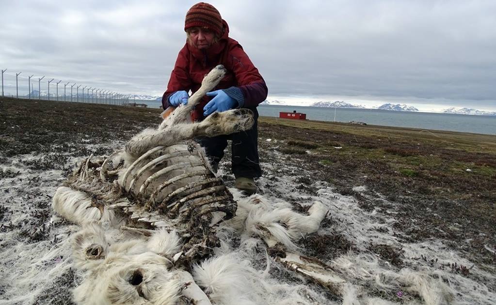 Reportan muerte de 200 renos en el Ártico; advierten sobre cambio climático