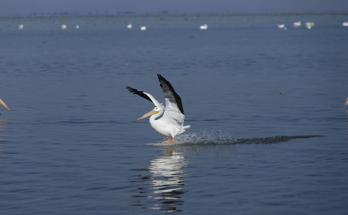 Al igual que la madre Tierra, por descuido, el Lago de Chapala está enfermo