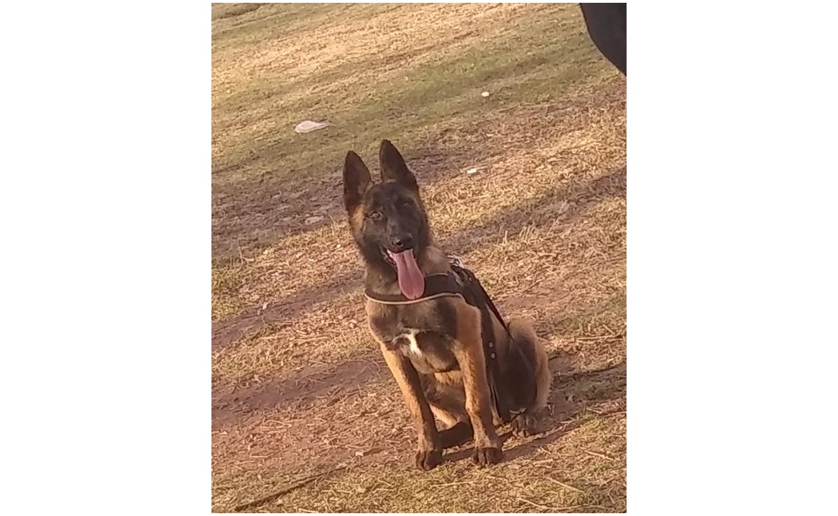 Apuñalan a Rocko, perrito policía que intentó detener a un sujeto