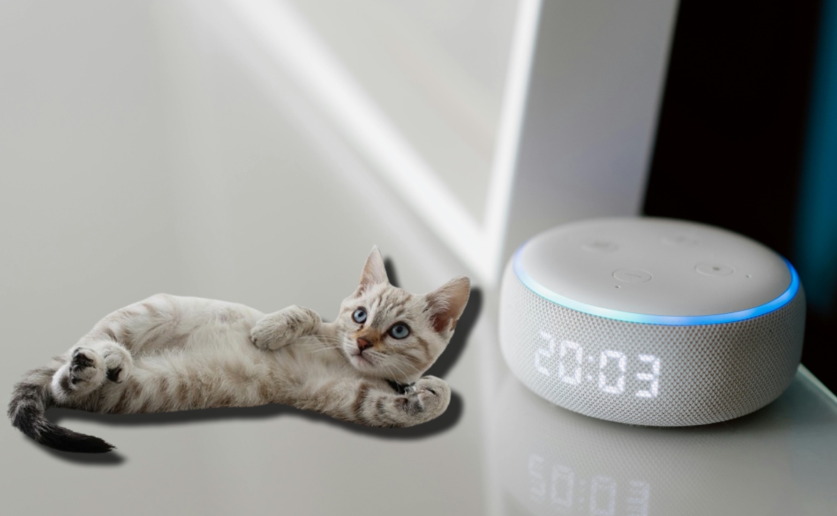 ¿Cómo encontrar a tu gato con ayuda de Alexa? 