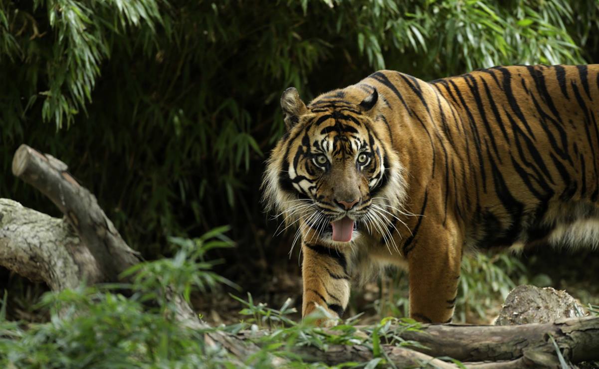 Tigre "devorador de hombres" escapa de su jaula en Nepal y desata el pánico