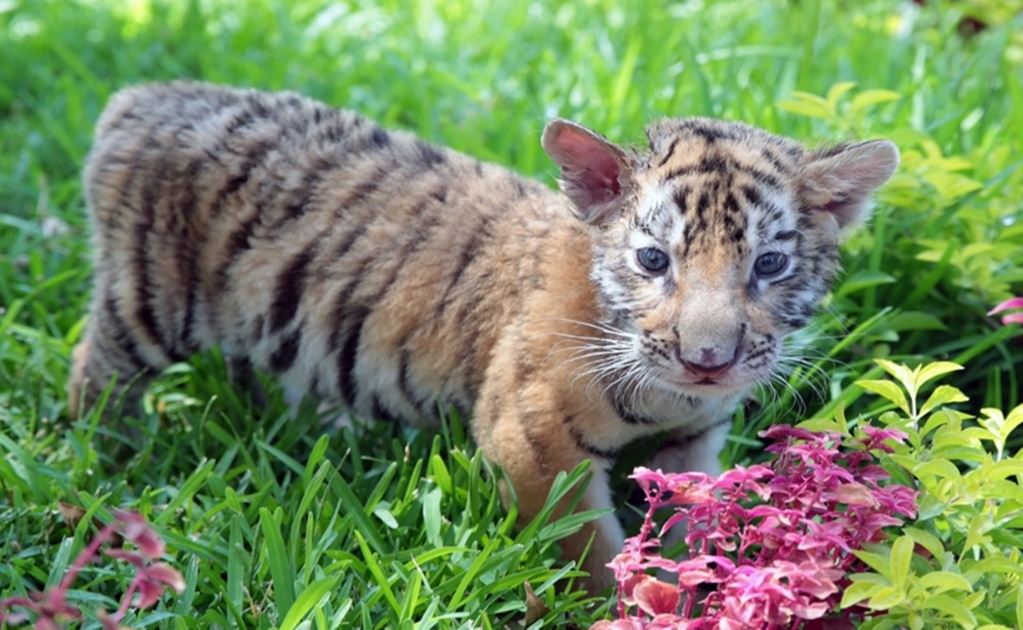 Covid, the baby Bengal tiger born in a Mexican zoo