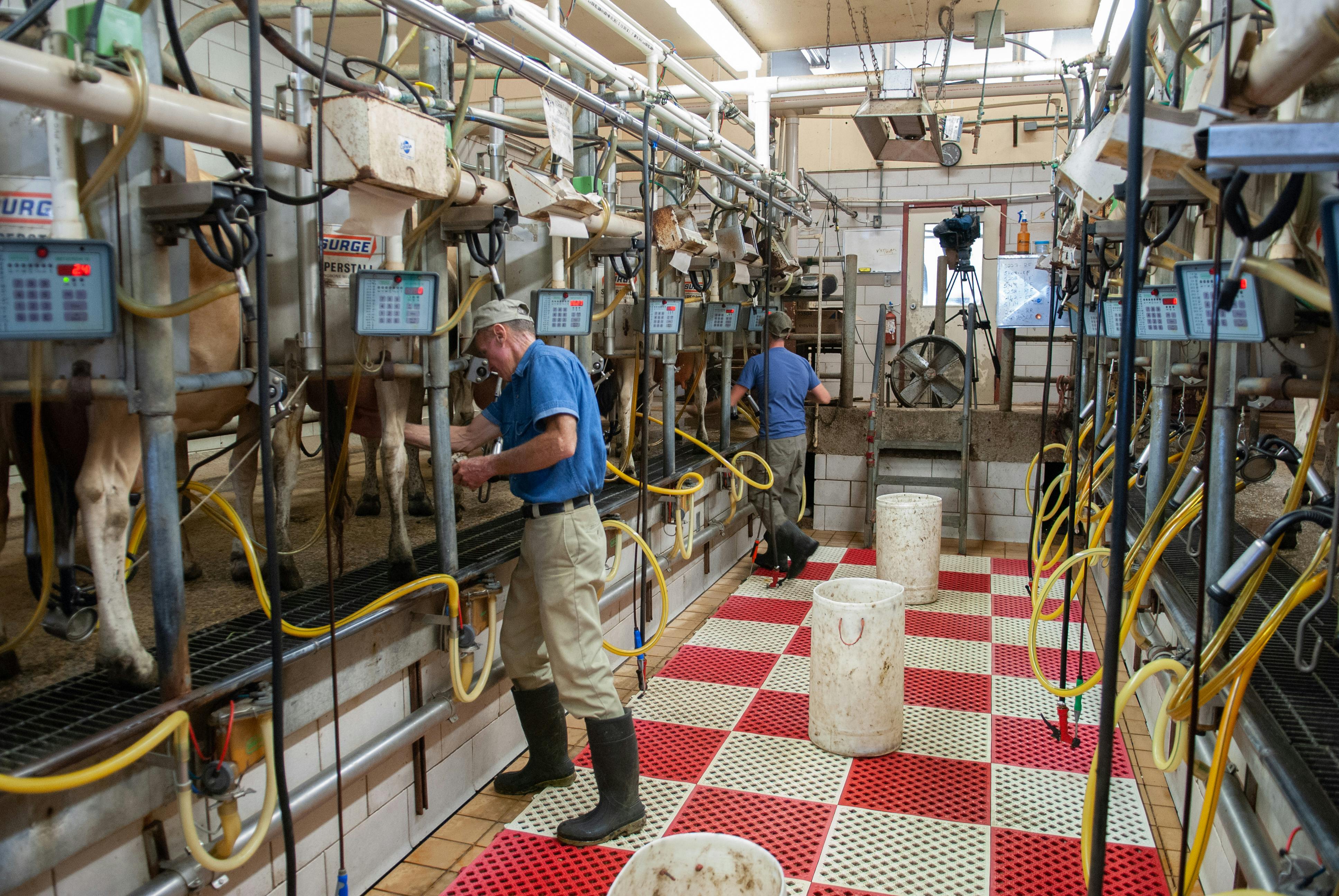 Detectan contagio de trabajador con gripe aviar en planta de lácteos en Michigan