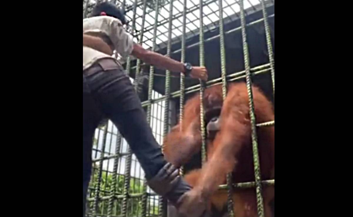 ¡Buscaba material para sus redes! hombre es atacado por orangután al cruzar línea de seguridad 