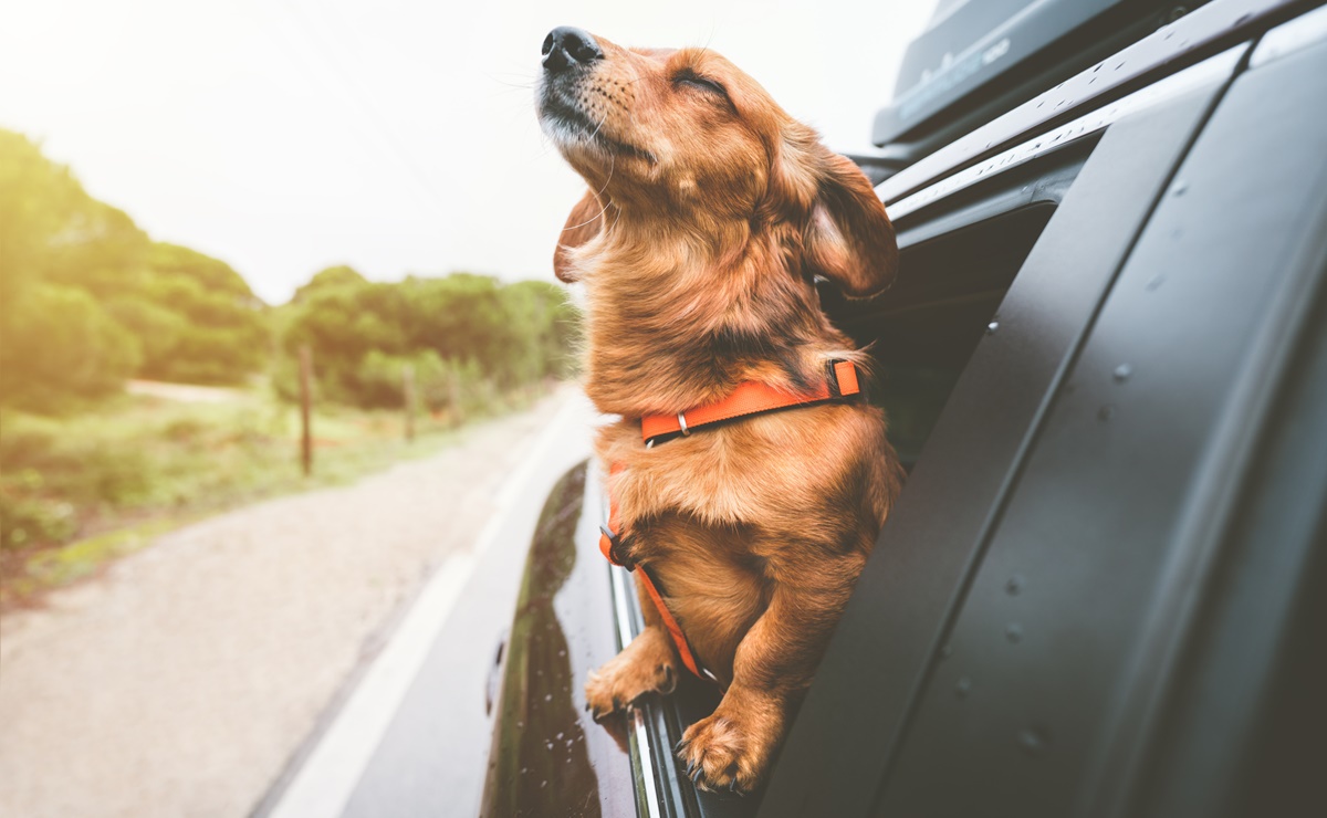 Con proyecto de ley, buscan en Florida que perros no saquen la cabeza de autos