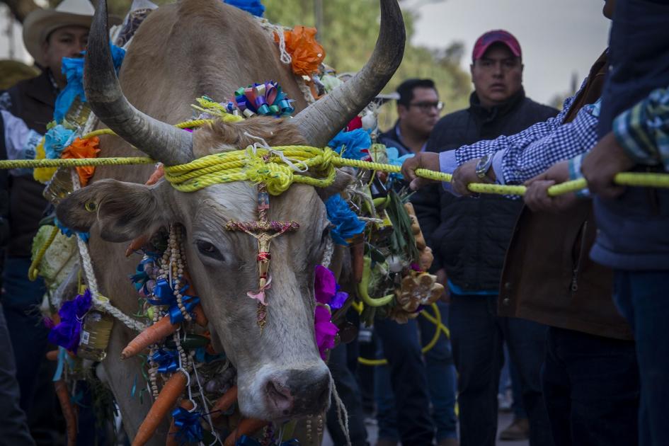 Paseo del Buey, tradición con 282 años de historia