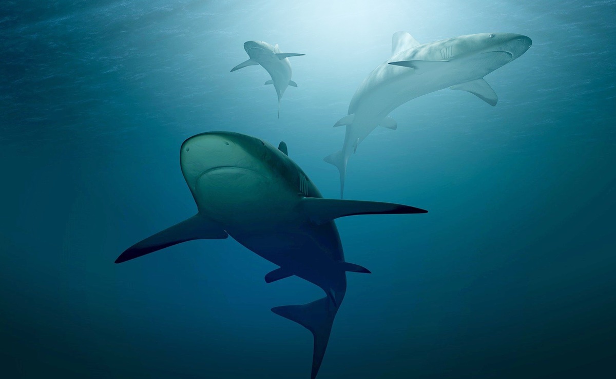 Nueva York aumenta número de drones para vigilar tiburones en Long Island y el condado de Westchester