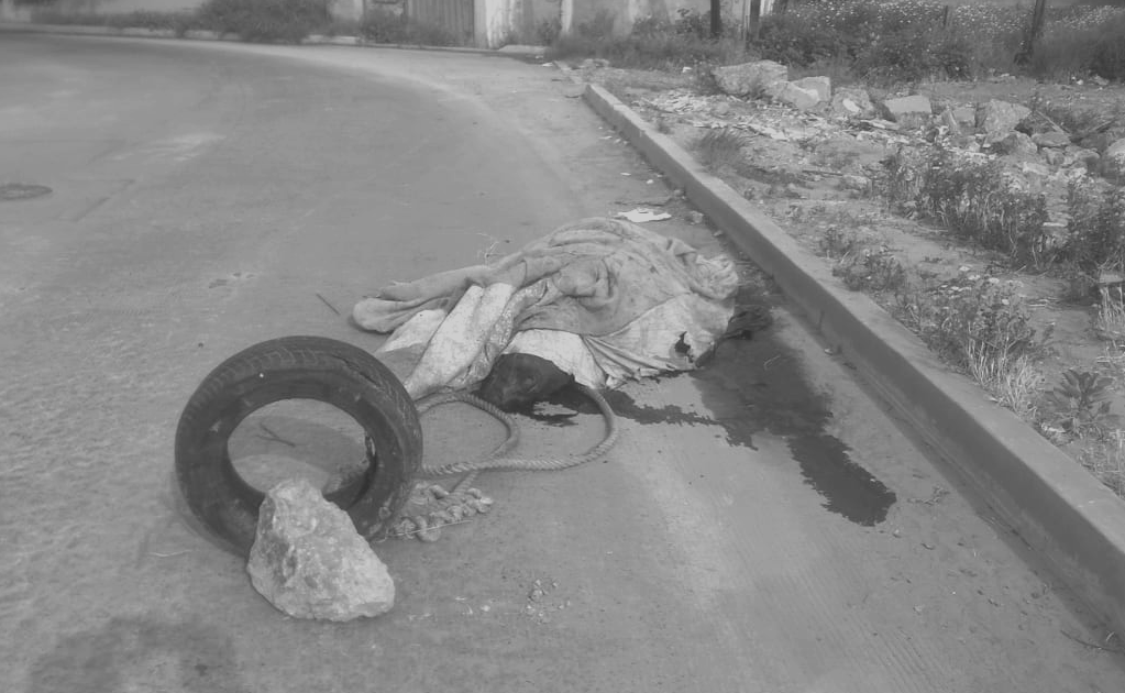 Abandonan cadáver de león marino en carretera de Tijuana