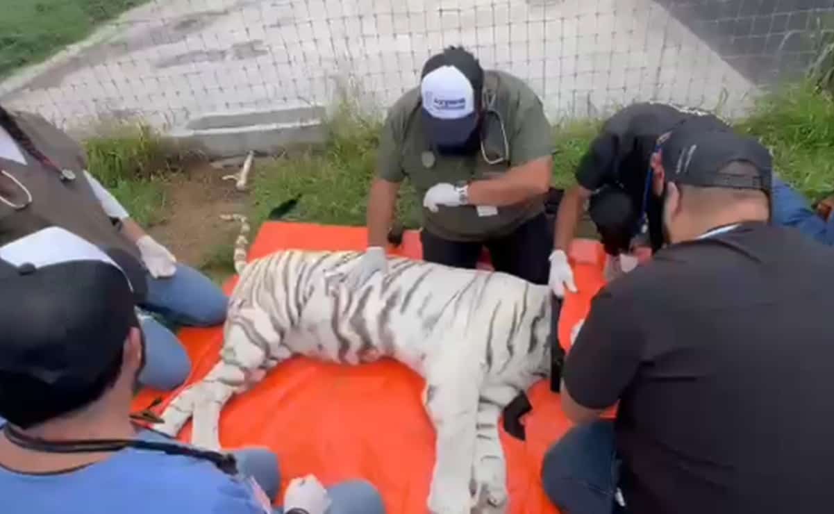 Trasladan a 18 felinos de fundación Black Jaguar - White Tiger al zoológico de Sinaloa