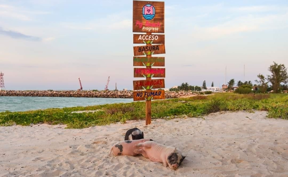 Descubre Pig Beach, la playa donde los cerditos disfrutan de la arena y el mar en Yucatán